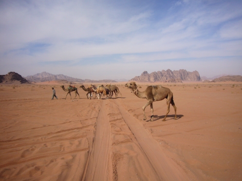 沙漠上不能少了的灵魂～骆驼！